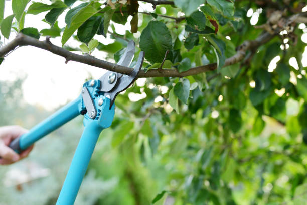 Best Affordable Tree Service  in Harlingen, TX